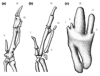 Developmental stages of the wings of a chicken embryo