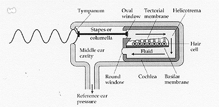 Drawing showing how vibrations in the air are tranlated into sound perception by an avian ear