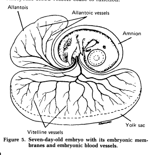 Drawing of a seven-day-old bird embryo