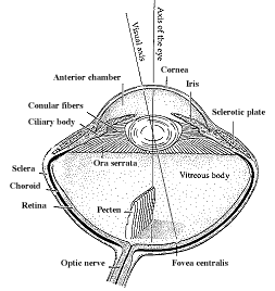 Drawing of a bird's eye