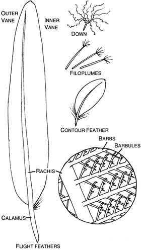 Drawings showing the different types of feathers