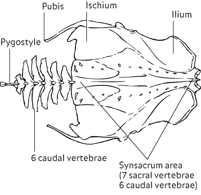 Drawing showing the anatomy of a bird's pelvic girdle and synsacrum