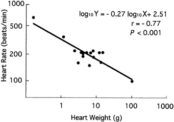 Graph illustrating the relationship between bird heart rates and heart weights
