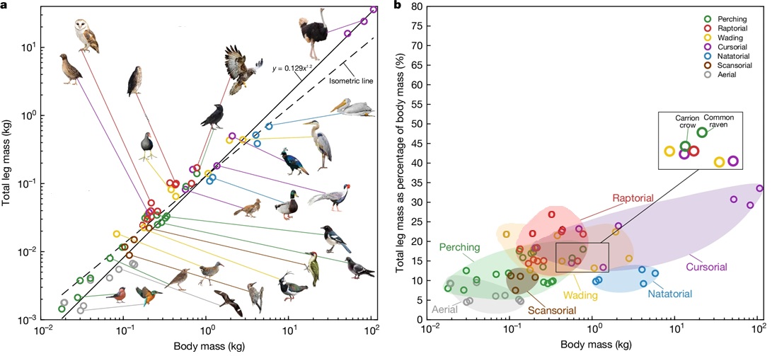 Leg muscle mass variation among birds