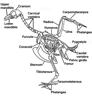Drawing of a pigeon skeleton
