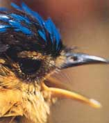 Photo of the head of a blue-capped ifrita