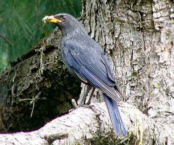 Picture of a Blue Whistling Thrush