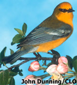 Photo of a Blue-winged Warbler