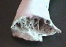 Interior of a bird bone showing struts or trabeculae