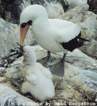 Photo of a Nazca Booby with its young