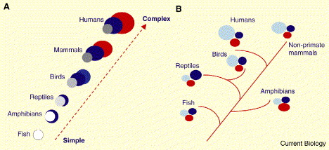 Drawing showing theories of brain evolution