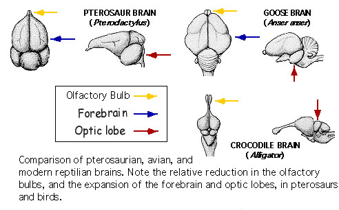 Drawings of the brains of a pterosaur, goose, and crocodile