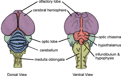 Drawings of dorsal and ventral views of an avian brain