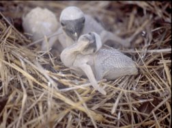 Photo of two yougn Brown Boobies in their nest