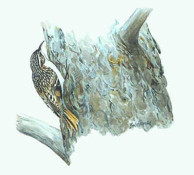 Drawing of a Brown Creeper