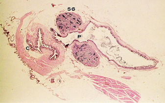 Photomicrograph of a longitudinal section of the cloaca of a male Budgerigar