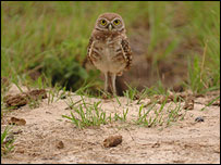 Photo of a Burrowing Owl