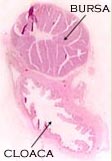 Cross-section through a bursa