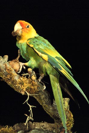 Photo of a Carolina Parakeet