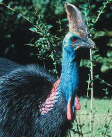 Photo of a Cassowary