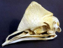 Photo of a skull of a Cassowary