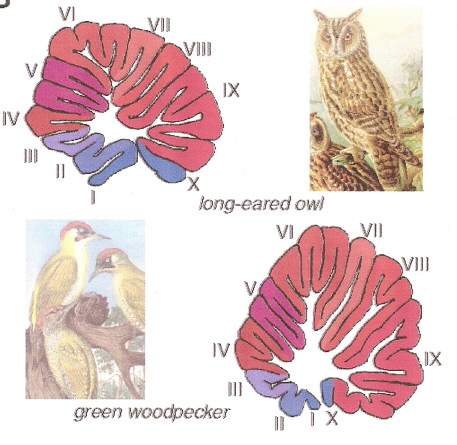 Drawings of the cerebellar lobes of a long-eared owl and a green woodpecker