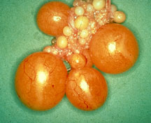 Photo of avian eggs