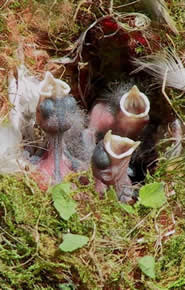 Photo of begging Blue Tit nestlings