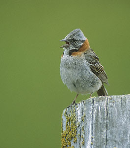Photo of a Chingolo Sparrow