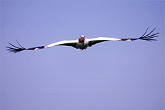 Photo of a crane showing how primaries are spread at the wingtips