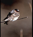 Photo of a Cliff Swallow