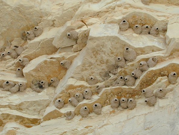 Photo of a breeding colony of Cliff Swallows