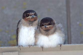 Photo of two young Cliff Swallows