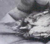 Photo of the cloacal protuberance of a male bird