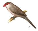 Drawing of a Common Waxbill