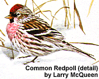 Drawing of a Common Redpoll