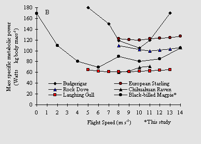 Graph showing energy needed by six species of birds to fly at different speeds