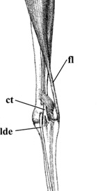 Drawing showing tendons in the leg of a crane