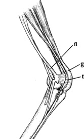 Drawing showing tendons in the leg of a crane, close-up view