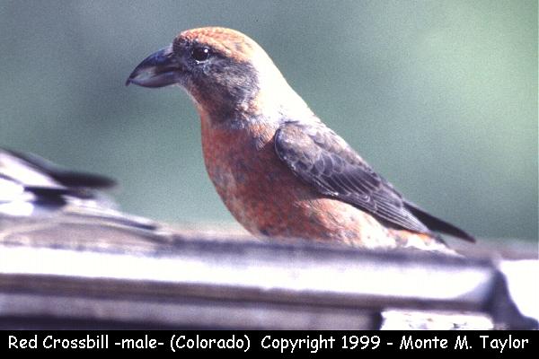Photo of a Red Crossbill