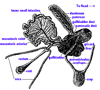 Drawing of the intestine of a bird