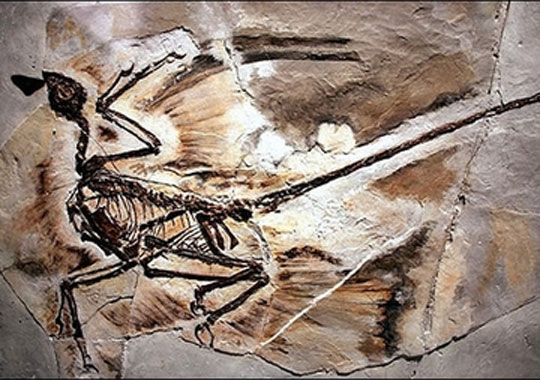 Photo of a fossil of Microraptor gui