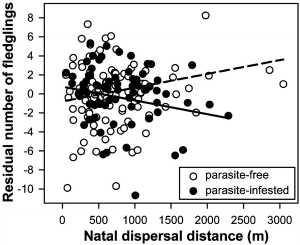 Natal dispersal distance