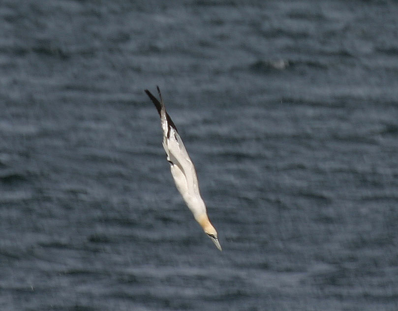 Photo of a gannet about to plunge into water