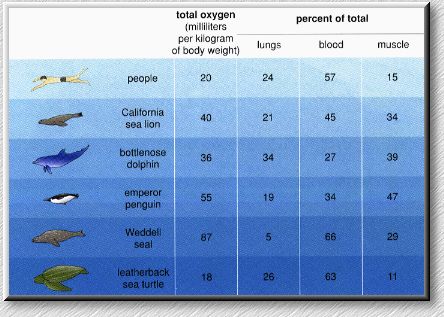 Table with information about location of oxygen in the bodies of several mammals, a penguin, and a sea turtle