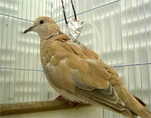 Photo of a Ring Dove
