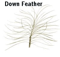 Drawing of a down feather