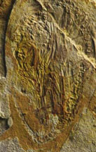Photo of a fossil arboreal bird