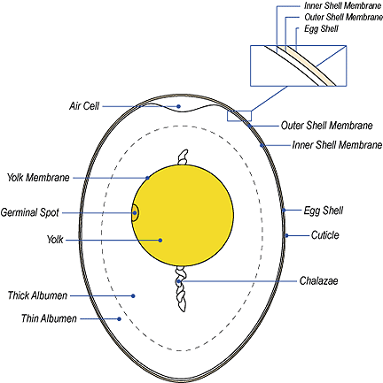 Drawing showing the various components of a bird egg