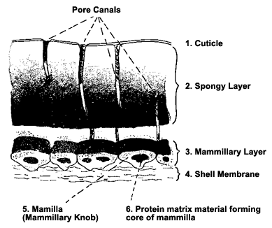 Drawing showing pores in an avian eggshell